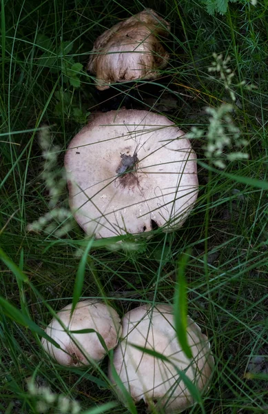 Top View Caps Large White Mushrooms Grow Grass — Stock Photo, Image
