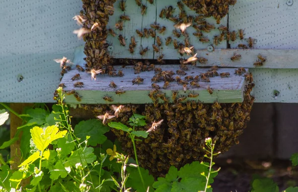 Ett Stort Antal Honungsbin Familjen Apidae Hänger Ovanpå Varandra — Stockfoto