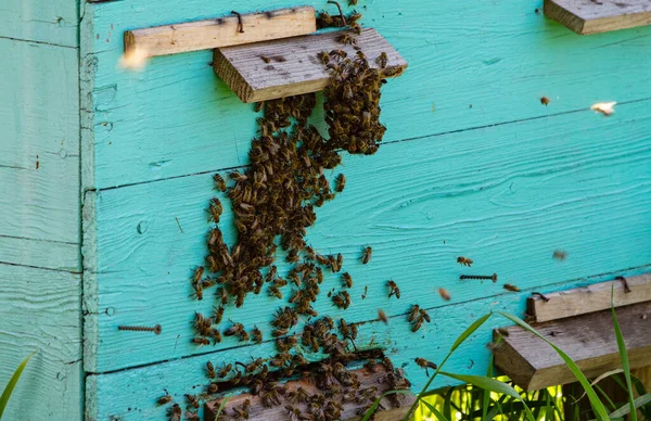 Muitas Abelhas Trabalhadoras Penduram Umas Cima Das Outras Sua Colmeia — Fotografia de Stock