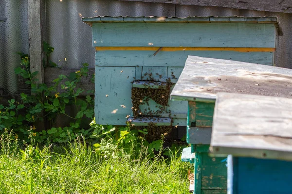 Великий Вулик Медоносними Бджолами Родини Apidae Стоїть Траві Великому Апіарії — стокове фото