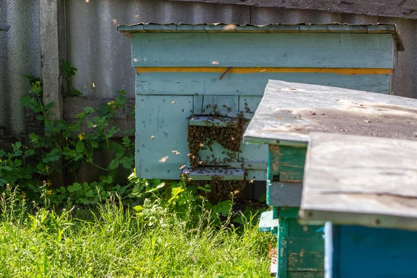 Large Beehive Honey Bees Apidae Family Stands Grass Large Apiary — Stock Photo, Image