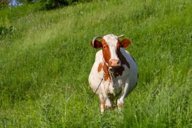 Farklı boynuzları olan bir inek yeşil çimlerin üzerinde bir tarlada duruyor. Ukrayna