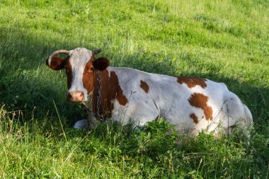 Çimlerin üzerinde yatan bir ineğin yakın plan fotoğrafı..