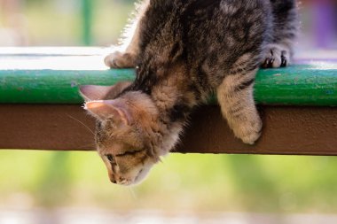 Küçük çizgili bir kedi yavrusu yüksek bir banktan atlamaya çalışıyor.