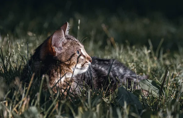Çizgili renkli küçük bir kedi yavrusu çimlerin üzerinde uzanıyor ve yan tarafa bakıyor. Tonlama fotoğrafları koyu renklerde