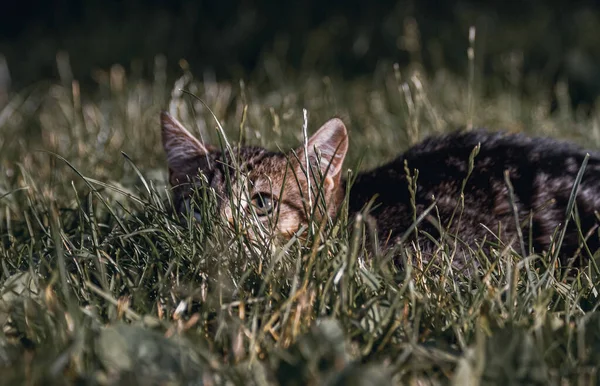 草の中に小さな縞模様の子猫が隠れていた 暗い色の焦点外の背景の猫 着色された写真 — ストック写真