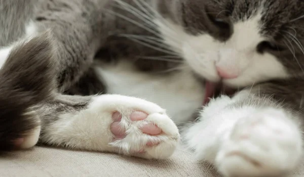 Close Paw Cat Lying Home Sofa — Stock Photo, Image