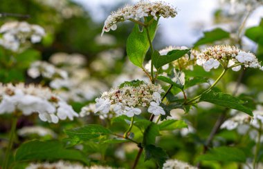 İlkbaharda açan viburnum çiçeği dalları.