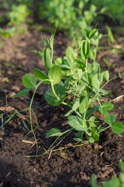 Bezelye çalısı bahçede yetişir. Köyde tarım ve sebze yetiştirme. Yatay görünüm