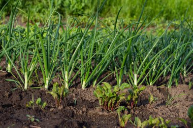 Taze yeşil soğan yatakları pancar çalılarının yanında toprakta yetişir.