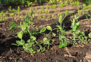Topraktaki bezelye çalısı manzarası. Bahçedeki tohumlar