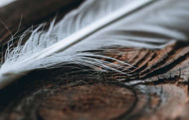 Yakın plan, makro. Tahta bir sırtüstü uzanan beyaz bir tavuk tüyünün görüntüsü