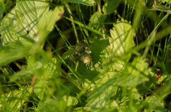 Baies Vertes Fraises Sauvages Dans Herbe Dans Champ — Photo