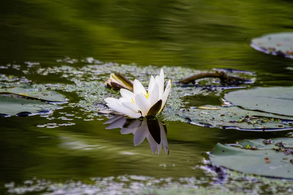 Велика Квітка Лілії Росте Озері Стокове Фото