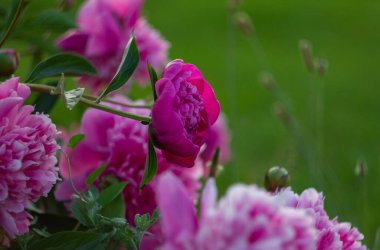 Yeşil arka planda güzel, büyük pembe şakayıklar. Boşluğu kopyala