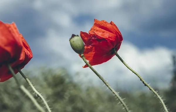 風から曲がってくるケシの花の景色 写真の美しい音色 — ストック写真