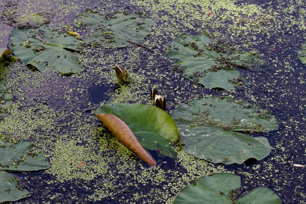 Beberapa Tunas Bunga Lily Air Putih Tumbuh Danau Dengan Lumpur — Stok Foto