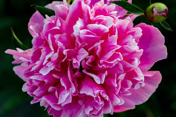 Eine Riesige Rosa Pfingstrosenknospe Auf Dunkelgrünem Hintergrund Blick Von Oben — Stockfoto