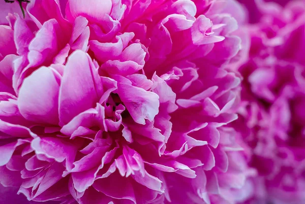 Фон Красивых Розовых Белых Бутонов Пиона — стоковое фото