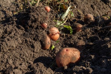 Tarladaki patates hasadının manzarası. Bir çiftçi depolamak için topraktan patates topluyor..