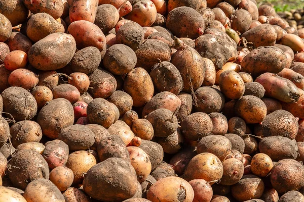 Çiftlikteki taze patateslerin geçmişi. Depo için patates topluyorum.