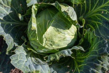 Kırsal bir sebze bahçesinde yeni bir lahana başı yetişiyor.