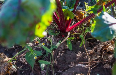 Ev kullanımı için yerde büyüyen kırmızı pancar kökü