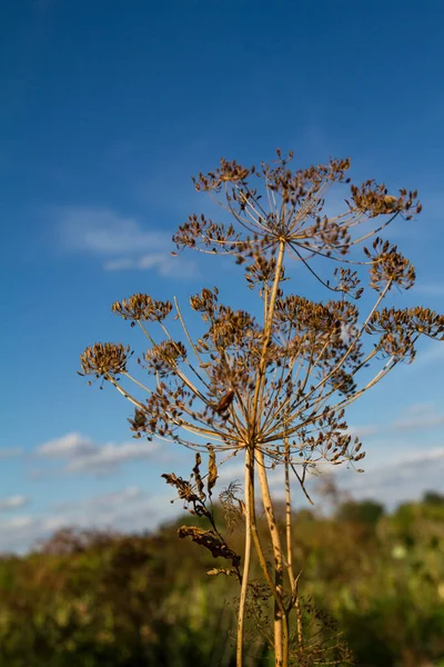 Close Dill Seed Blue Sky Harvest Flowering Season Panen Bumbu — Stok Foto