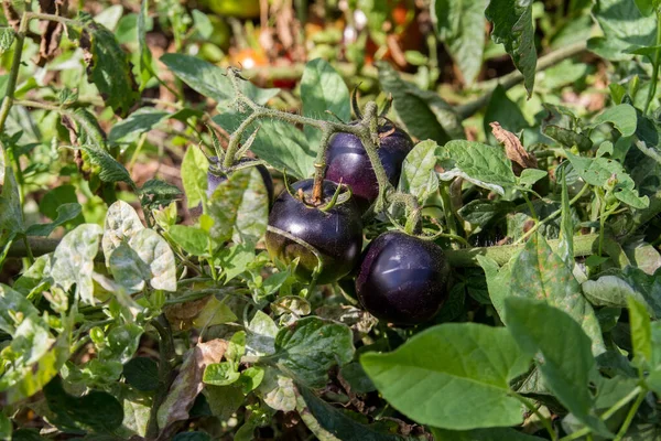 Ramo Tomates Príncipe Preto Crescido Uma Fazenda Aldeia Tomates Maduros — Fotografia de Stock