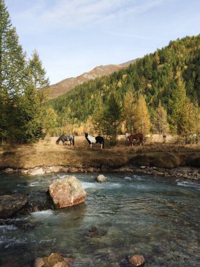 Mountain view atlar ile