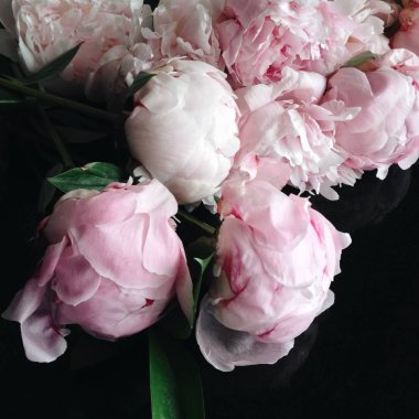 Taze kabarık pembe peonies