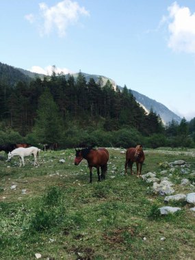 Atları ile alp görünümü
