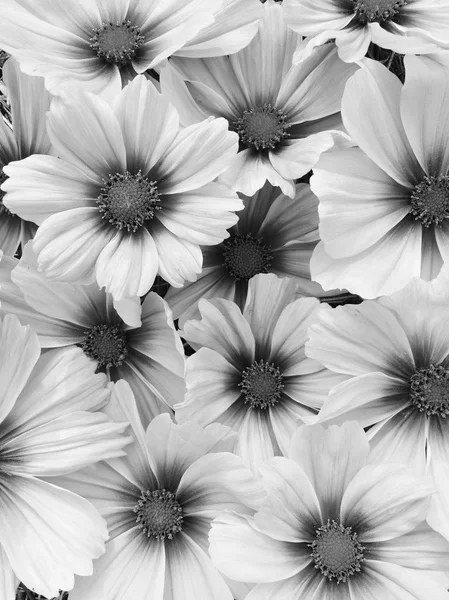 Blooming cosmos flowers in black and white