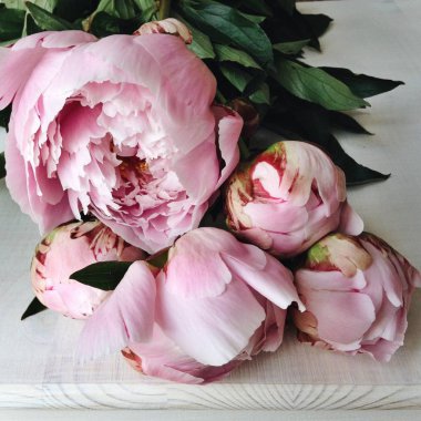 Bir beyaz tahta masaya taze kabarık pembe peony çiçek