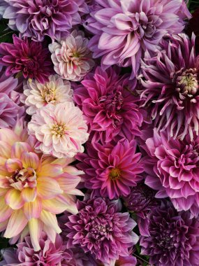 Çiçek li yaz arka planı. Güzel renkli çiçek açan dahlia çiçek doku