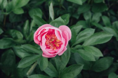 Bahçede açan güzel pembe şakayık çiçeğinin yakın çekim