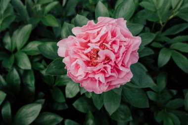 Bahçede açan güzel pembe şakayık çiçeğinin yakın çekim