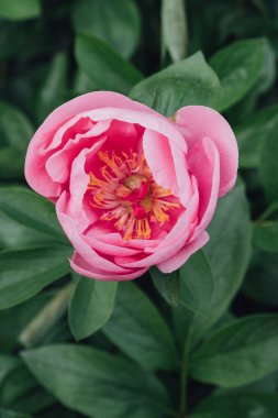 Tam çiçek muhteşem taze pembe şakayık çiçek, yakın
