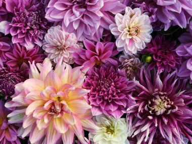 Çok güzel çiçekaçan dahlia çiçekleri, çiçek yaz arka plan. Renkli dahlias tam çiçeklenme