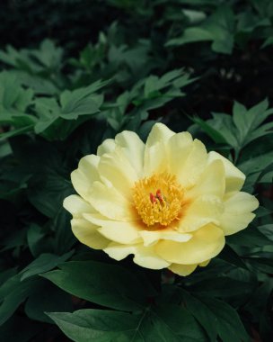 Bahçede tam çiçek güzel sarı şakayık çiçek, yeşil yaprakları arka plan, yakın