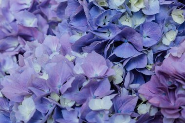 Çiçek açan güzel mavi ortanca çiçekleri. Arka plan için çiçek dokusu