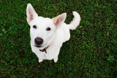 Beyaz çoban köpeği yeşil çim arka plan üzerinde oturan bakıyor