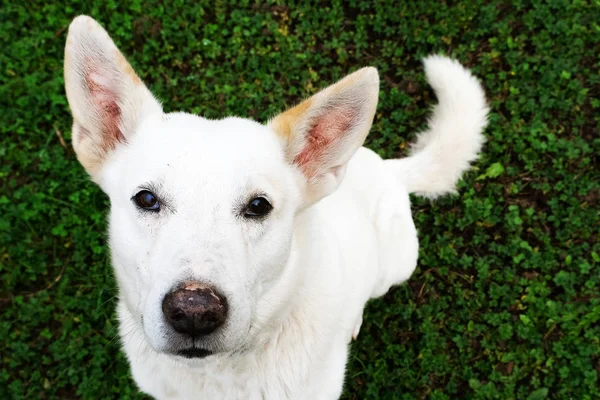 White herding dog is looking at you sitting on green grass background