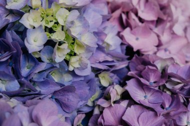 Güzel pastel mavi ve mor ortanca çiçekler çiçek, yakın. Arka plan için yaz çiçek dokusu