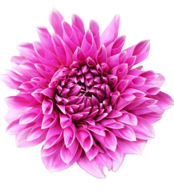 Beyaz arka plan üzerinde izole çiçek güzel parlak mor Lucky Number Dahlia çiçek