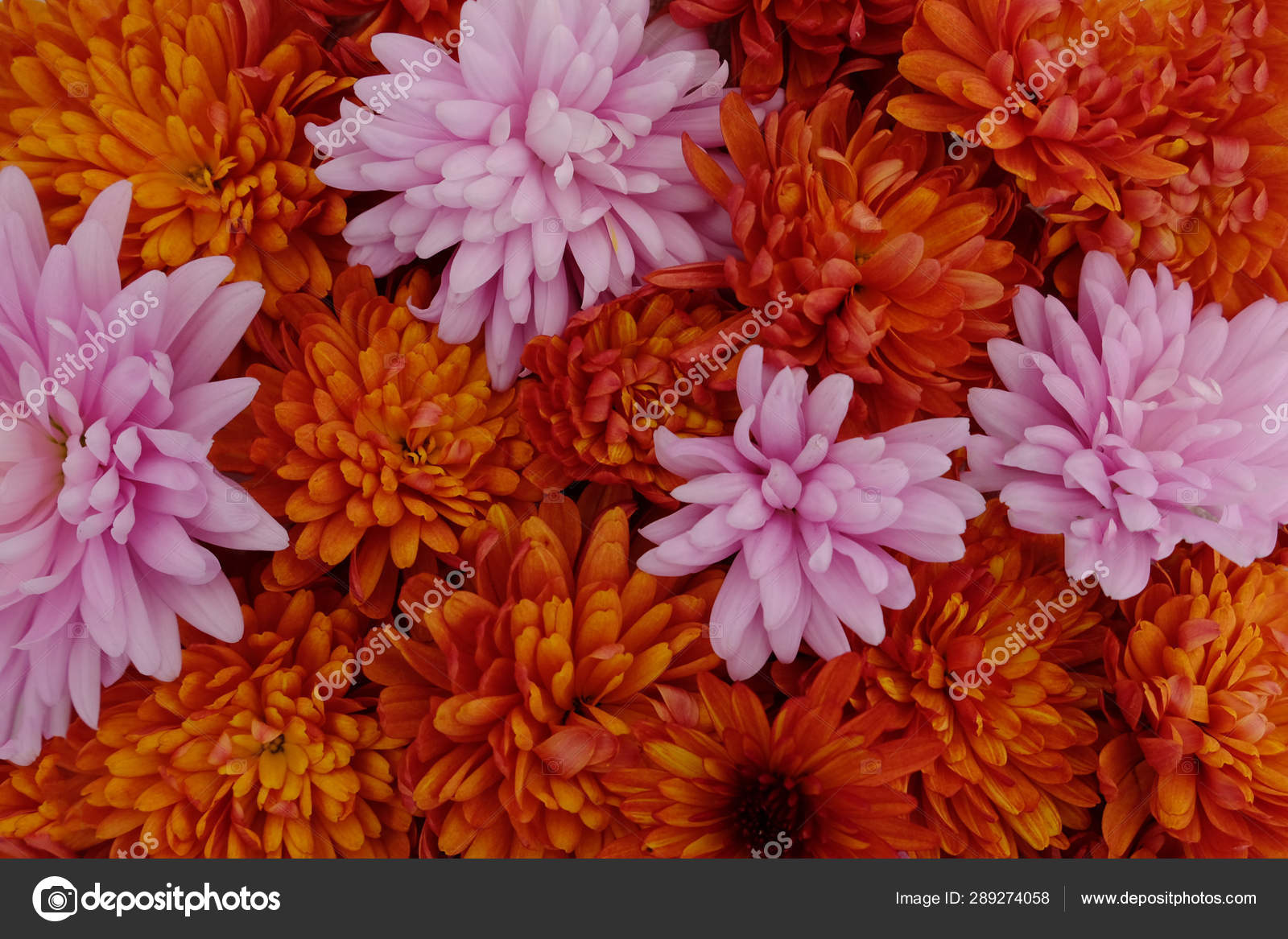 美丽的粉红色和红色的菊花盛开 花纹为背景 秋花 图库照片 C Pippilongstocking 美丽的粉红色和红色的菊花盛开 花纹为背景 秋花 图库照片 C Pippilongstocking