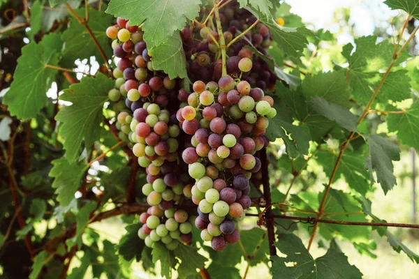 Üzüm bağlarında yetişen yeşil yaprakları ile güzel üzüm kümesi.
