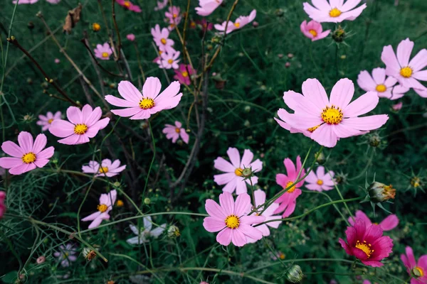 Bahçede çiçek açan güzel pembe kozmos çiçekleri, yeşil çim arka plan