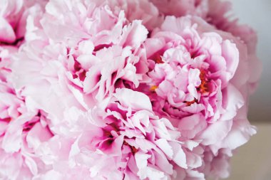 Taze pembe şakayık çiçeklerinden oluşan güzel bir buket, yaklaşın. Uzayı kopyala Anneler günü, doğum günü kartı. Yaz çiçekleriyle dolu sakin bir hayat.