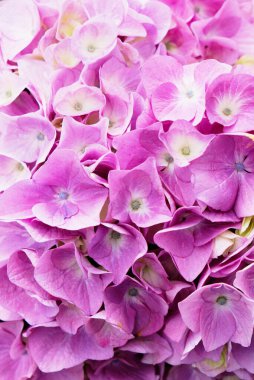 Güzel, taze, mor ortanca çiçekleri çiçek açmış, yakın çekim. Arkaplan için çiçekli yaz dokusu.